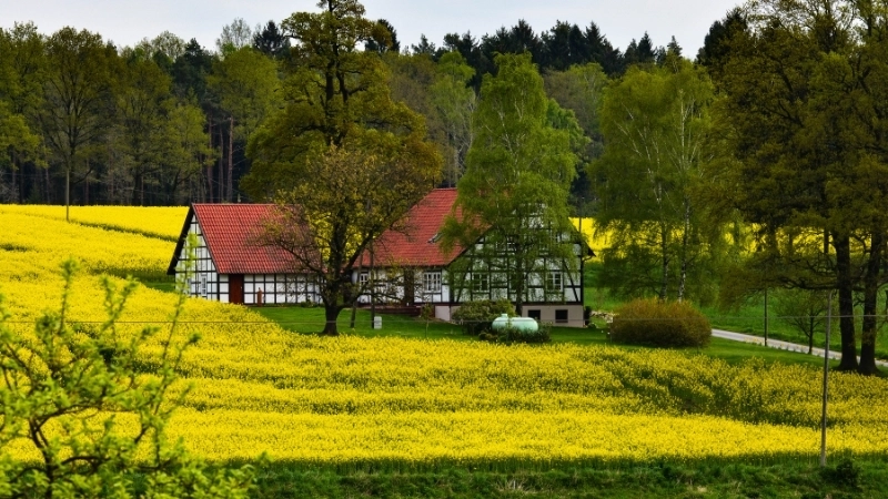 Cảnh quan sân vườn đẹp cho nhà vườn ngoại ô Hà Nội