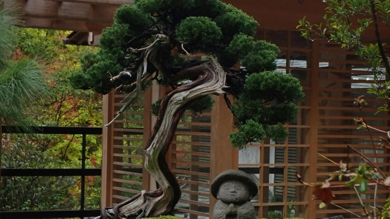 Tiểu cảnh sân vườn trước nhà cấp 4 với lối đi rải sỏi đẹp mắt